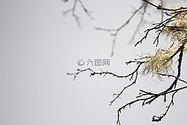 分支機(jī)構(gòu),天空,自然