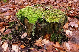 próchniej?cy 股票,苔蘚,樹