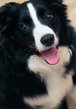 狗,動物,邊境