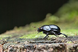 anoplotrupes stercorosus,甲蟲,糞便