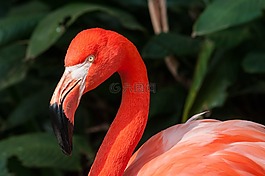 火烈鳥,動(dòng)物園,鳥