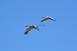 藍色的天空,鳥,飛行
