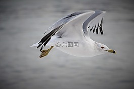 鳥,飛,自然