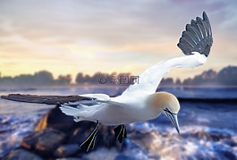 鳥,水域,性質(zhì)