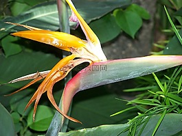 天堂,花,熱帶