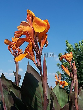 花,橙色,自然