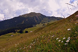 普拉托,鮮花,山