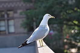海鷗,頸部,鳥