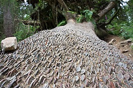 硬幣,樹,成功