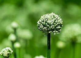 綠色,花,自然