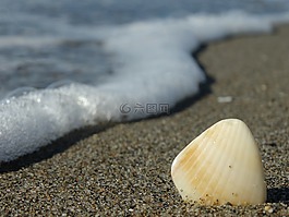 殼,海,夏天
