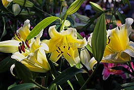 lilys,花,花的