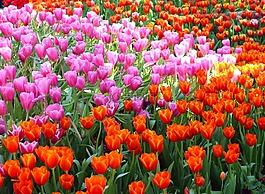 郁金香,鮮花,花園