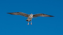 鳥,飛行,天空