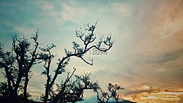 日落,樹,景觀