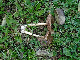 草,假期,蘑菇