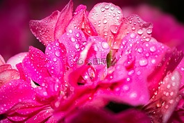 花,粉紅色,水