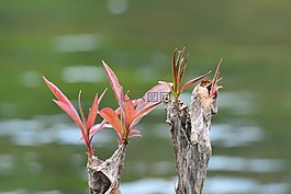 萌芽休假,放松,ta泰