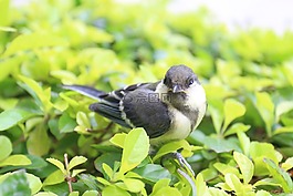 小鳥,鳥,麻雀