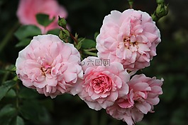 鮮花,粉紅色,玫瑰
