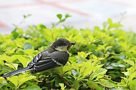 小鳥,鳥,麻雀