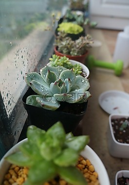 植物,綠色,多肉