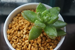 植物,綠色,多肉