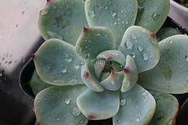 植物,绿色,多肉