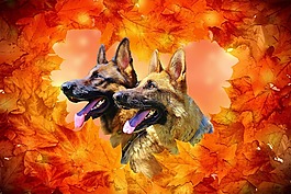 德國牧羊犬,狗,秋季