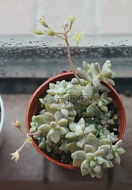 植物,绿色,多肉