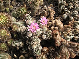 仙人掌,花,荊棘