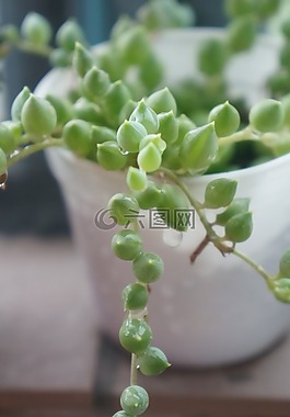 植物,綠色,多肉