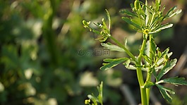 植物區(qū)系,葉,自然