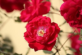 玫瑰,羅莎,花