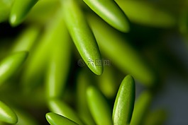 花卉,植物,盆栽的植物