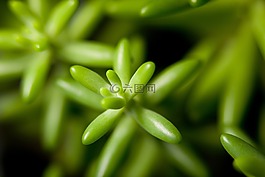 花卉,植物,盆栽的植物