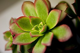 花卉,植物,盆栽的植物