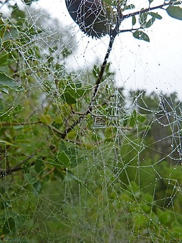 web,水分,滴