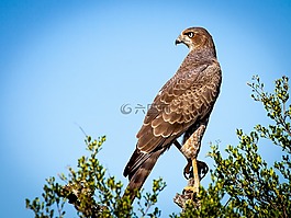 鷙鳥(niǎo),獵鷹,猛禽