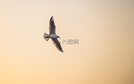 海鸥,黄昏,夕阳