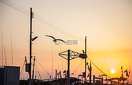 海鸥,黄昏,夕阳