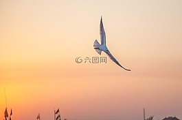 海鸥,黄昏,夕阳