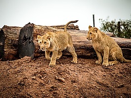 獅子,小獅子,貓
