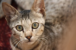 猫,可爱,基蒂