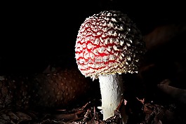 性質(zhì),蘑菇,紅色飛木耳香菇