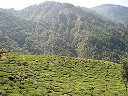 茶花園,大吉嶺,印度