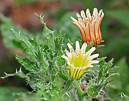 仙人掌花,鮮花,廠