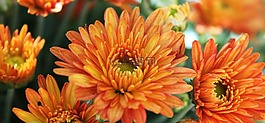 橙花,花園,夏天