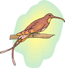 棕色,鳥,天空
