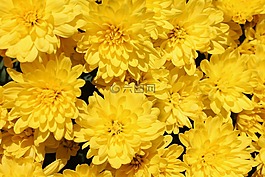 黃色的花,黃色,花園